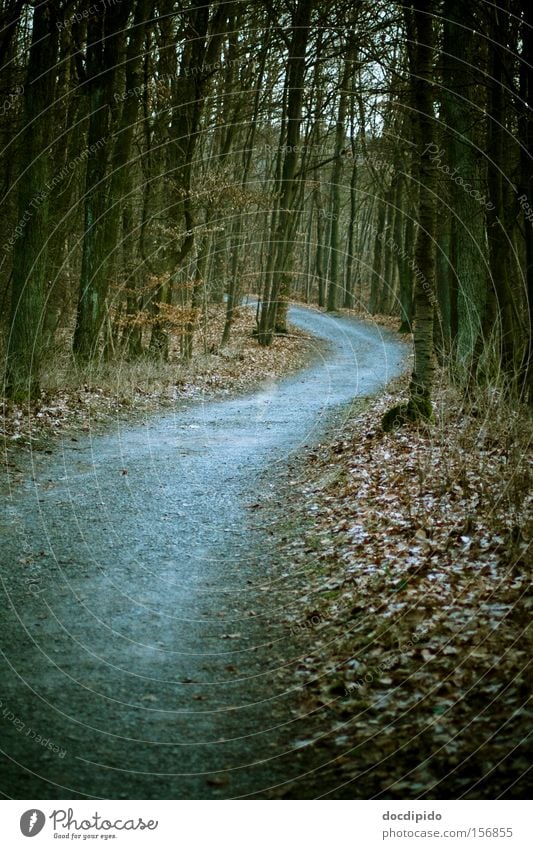 Der Weg Winter wandern Natur Landschaft Pflanze Erde Herbst schlechtes Wetter Baum Blatt Wildpflanze Wald Wege & Pfade Bewegung Denken frieren gehen träumen