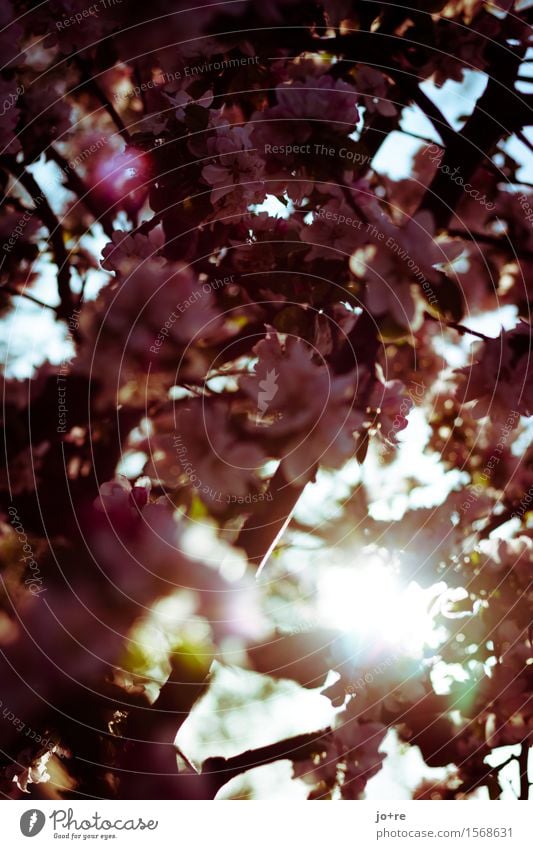 Alles neu macht der Mai Natur Pflanze Sonne Sonnenlicht Frühling Baum Blüte Obstbaum Apfelbaum Apfelblüte Garten Blühend Duft leuchten natürlich blau grün