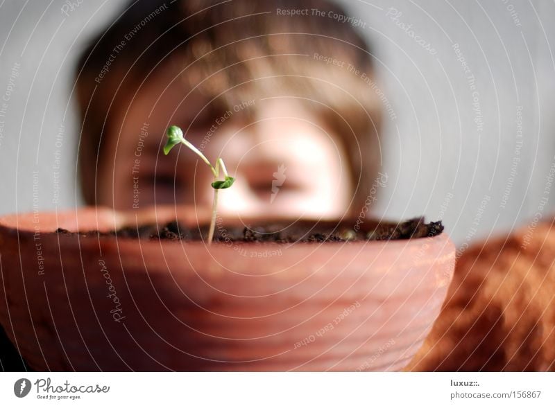 warten Pflanze Frühling beobachten Blick Neugier Wachsamkeit Kindererziehung geduldig forschen Experiment staunen Wachstum Wissenschaften spriesen Erscheinung