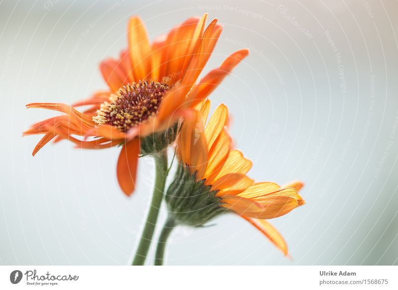 Orange Gerbera elegant Garten Dekoration & Verzierung Natur Pflanze Sommer Blume Blüte Topfpflanze Blumenstrauß Blühend leuchten Tanzen frisch hell natürlich