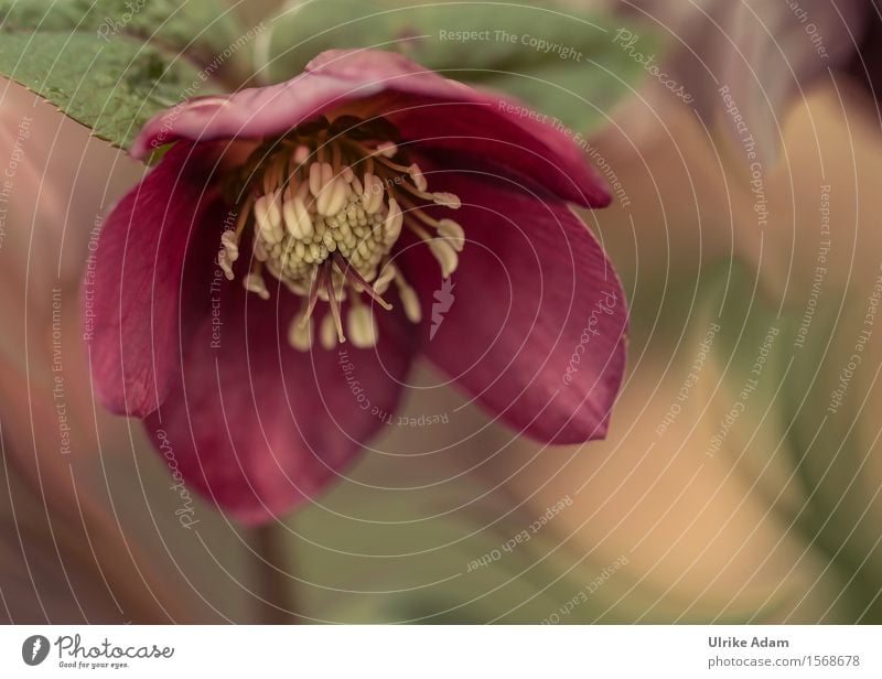 Rote Christrose / Nieswurz - Helleborus Kunst Kunstwerk Natur Pflanze Frühling Blume Blüte Garten Park Blühend natürlich schön Wärme weich grün rot