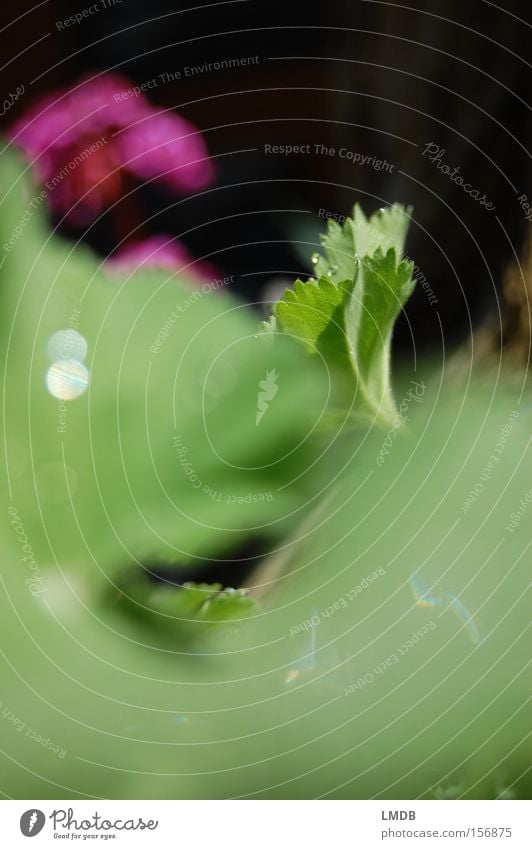 Frühlings-Grün Frauenmantel grün Hintergrundbild violett Natur Erholung Durchblick Unschärfe Seil