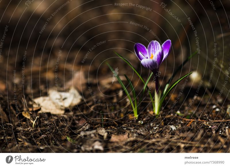 geschafft! elegant Stil Natur Erde Frühling Schönes Wetter Pflanze Blume Blatt Blüte Wildpflanze Krokusse Knollengewächse Blütenpflanze Frühblüher