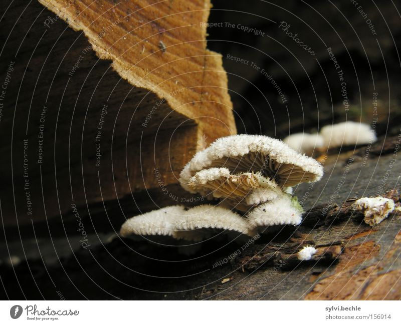 noch´n pils(z)? - II Herbst Baum Holz braun weiß Gift Pilz Baumstamm Lamelle Fell Baumrinde Brennholz feucht Farbfoto Außenaufnahme Nahaufnahme Detailaufnahme