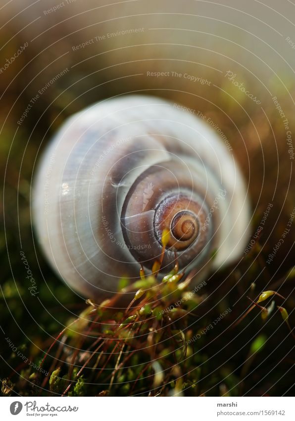 Traumhaus Natur Landschaft Pflanze Frühling Sommer Herbst Gras Sträucher Farn Blatt Tier Schnecke 1 Stimmung Unschärfe Schneckenhaus zart Moos Verhext Farbfoto