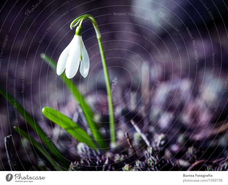 Better days will come Umwelt Pflanze Frühling Blüte Schneeglöckchen Galanthus Garten schön grün violett weiß 2016 März Springtime Farbfoto Außenaufnahme