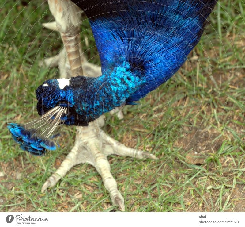 Fusspflege Tier Pfau blau Tierfuß Reinigen Gras Wiese Feder Kamm Kraft Vogel schön akai