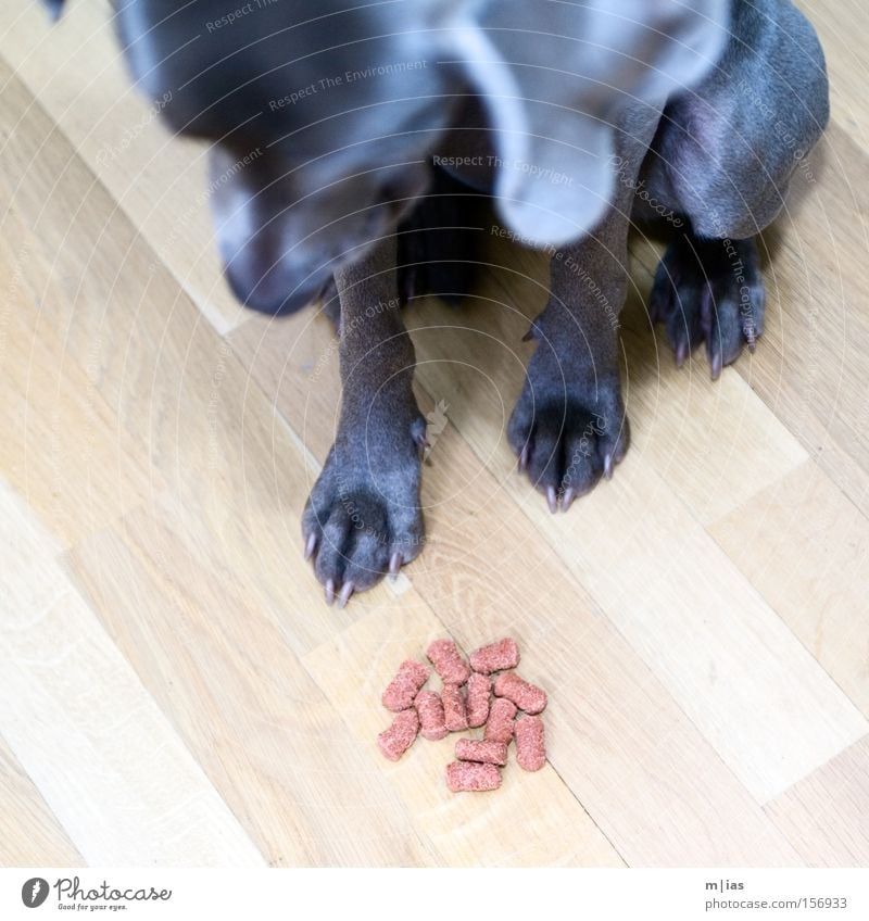 Mahlzeit. Hund Ernährung Weimaraner Futter Haustier füttern Appetit & Hunger Holz Bodenbelag Portion Säugetier Tia Belohnung Hundefutter