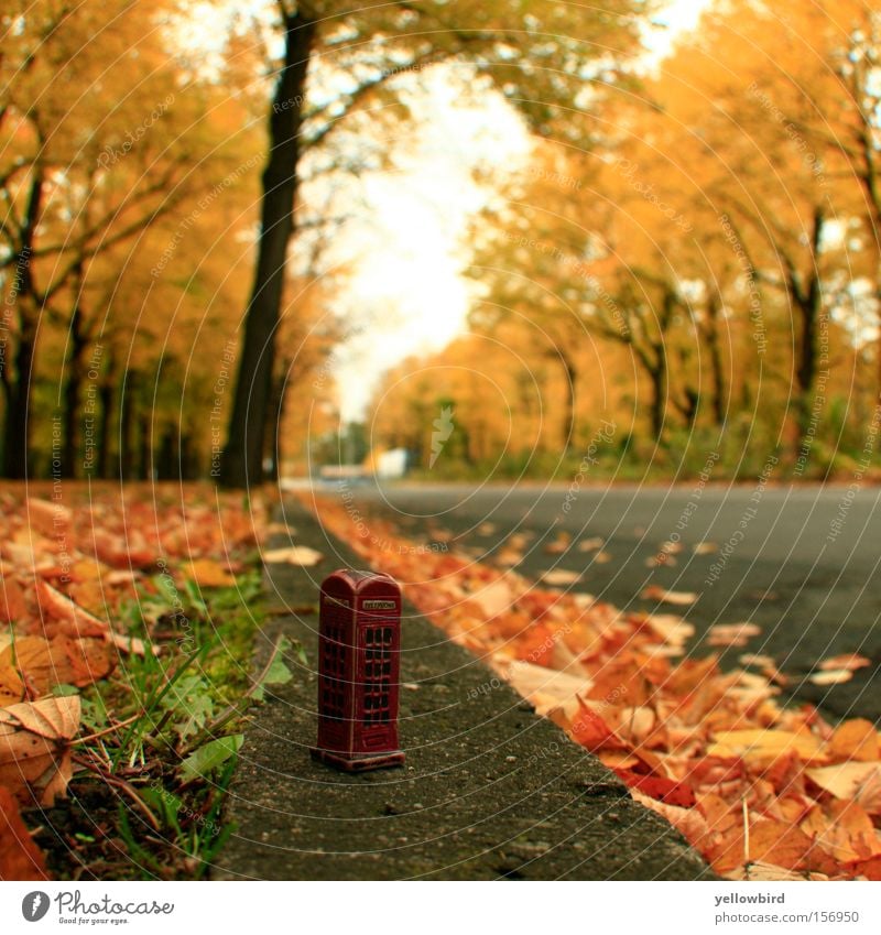 Telefon aus dem Zwergenland Telekommunikation Herbst Baum Blatt Verkehrswege Straße Wege & Pfade Abenteuer ästhetisch Natur Perspektive Telefonzelle Fußweg