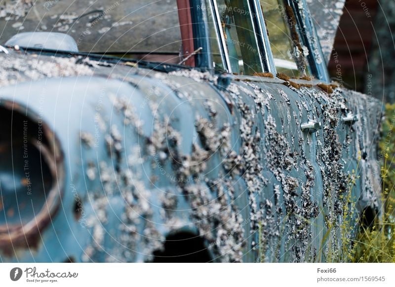 Oldtimer Pflanze Sommer Klima Klimawandel Baum Sträucher Moos Flechten Verkehrsmittel Autofahren PKW Autotür Metall entdecken natürlich retro trashig blau grün