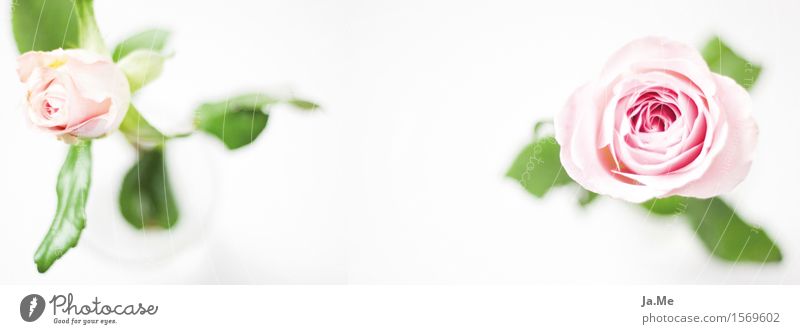 PanoramaRose Natur Pflanze Blume Blatt Blüte Blühend verblüht ästhetisch schön feminin grün rosa weiß Fröhlichkeit dankbar Farbfoto mehrfarbig Innenaufnahme