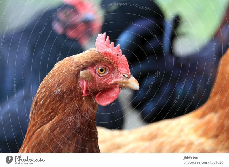 Ich wollt ich wär ein... Umwelt Natur Tier Haustier Nutztier Vogel Tiergesicht Flügel Haushuhn 1 schön einzigartig Außenaufnahme Porträt Tierporträt Profil