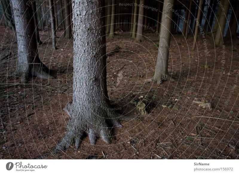 61 [winterwald] Winter Wald kalt braun Einsamkeit Angst Unterholz Nadelbaum Waldboden verloren Deutschland Panik Baum. Bäume Farbfoto Gedeckte Farben