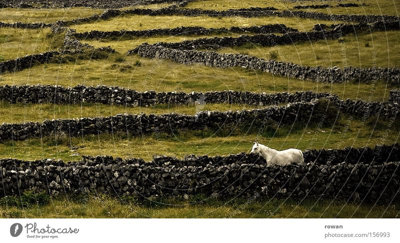 schimmel Farbfoto Außenaufnahme Menschenleer Tag Reiten Feld Wege & Pfade Pferd Stein Fressen frei wild grün Romantik schön ruhig träumen Einsamkeit einzigartig