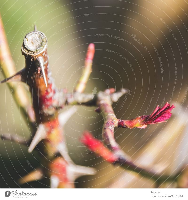 es gibt immer einen Weg Gartenarbeit Pflanze Frühling Schönes Wetter Sträucher Rose Blattknospe Trieb Dorn Umweg Duft Wachstum natürlich Spitze stachelig braun