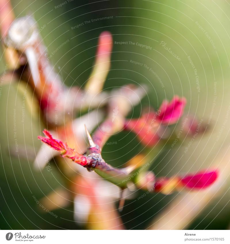 Ros' entspringt Pflanze Frühling Sträucher Rose Blattknospe Dorn Garten Duft Wachstum natürlich neu stachelig grün rot Frühlingsgefühle Beginn Farbfoto