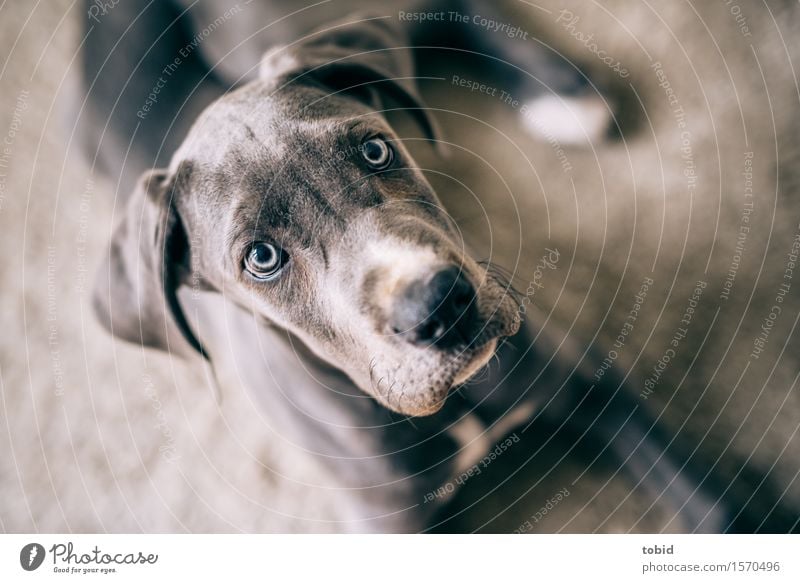 Meister Schlappohr Pt.11 Tier Haustier Hund Tiergesicht beobachten liegen kuschlig grau Deutsche Dogge Schnauze Teppich Hängeohr Ohr Farbfoto Innenaufnahme