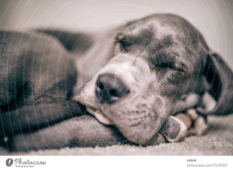 Meister Schlappohr Pt.5 Haustier Hund 1 Tier schlafen Erholung Teppich Dogge Tierjunges ruhend Schnauze Pfote Fell friedlich Farbfoto Innenaufnahme Nahaufnahme