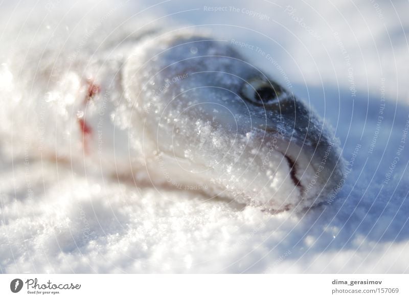 Toter Fisch Winter Tod Schnee Eis Auge blau weiß Mund Meer Estland Tallinn Farbe kalt