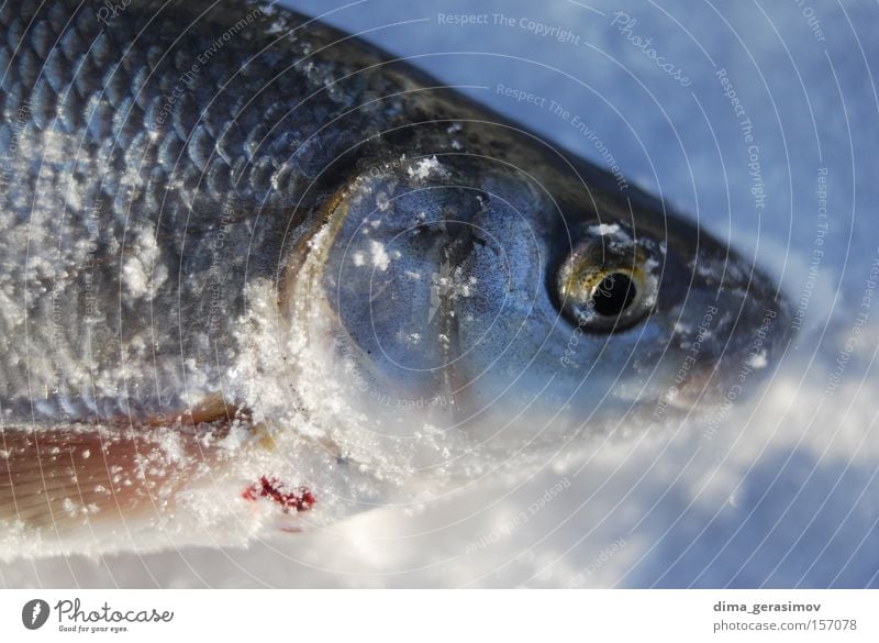 Toter Fisch Winter Tod Schnee Eis Auge blau weiß Mund Meer Estland Tallinn Schifffahrt kalt