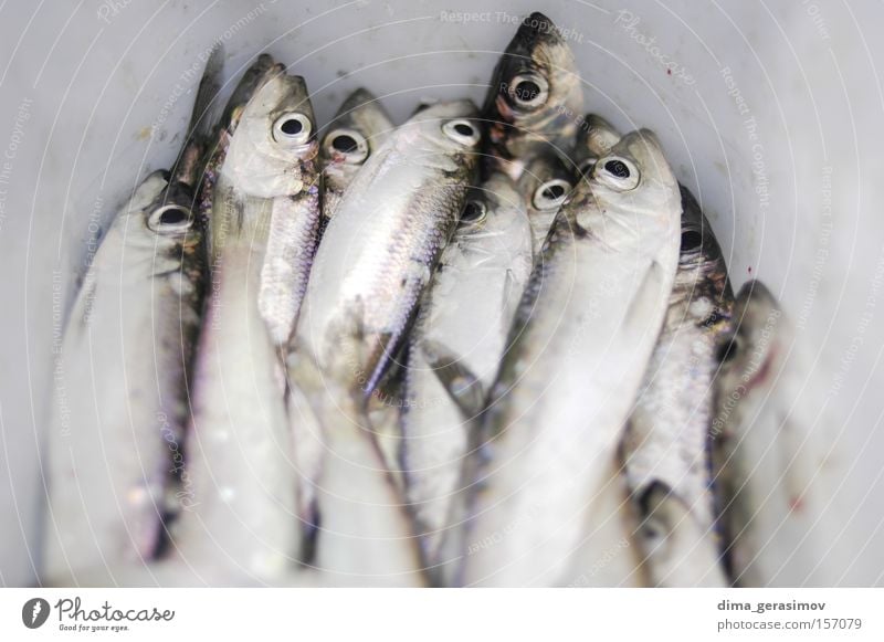 Toter Fisch Winter Tod Schnee Eis Auge blau weiß Mund Meer Estland Tallinn Wasser kalt