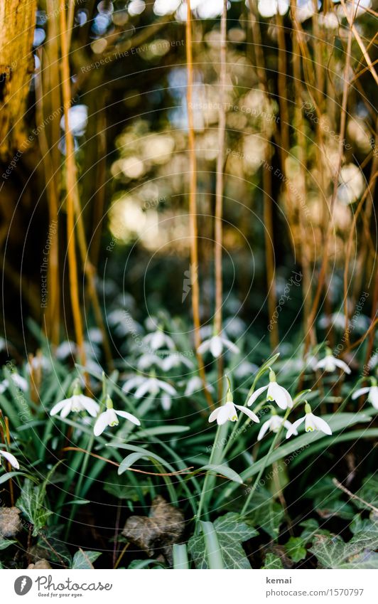 Snowdrops II Umwelt Natur Pflanze Sonnenlicht Frühling Schönes Wetter Sträucher Blatt Blüte Grünpflanze Schneeglöckchen Efeu Blühend Wachstum Freundlichkeit