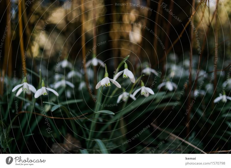 Snowdrops Umwelt Natur Pflanze Sonnenlicht Frühling Schönes Wetter Blatt Blüte Wildpflanze Schneeglöckchen Wiese Blühend Wachstum Freundlichkeit frisch schön