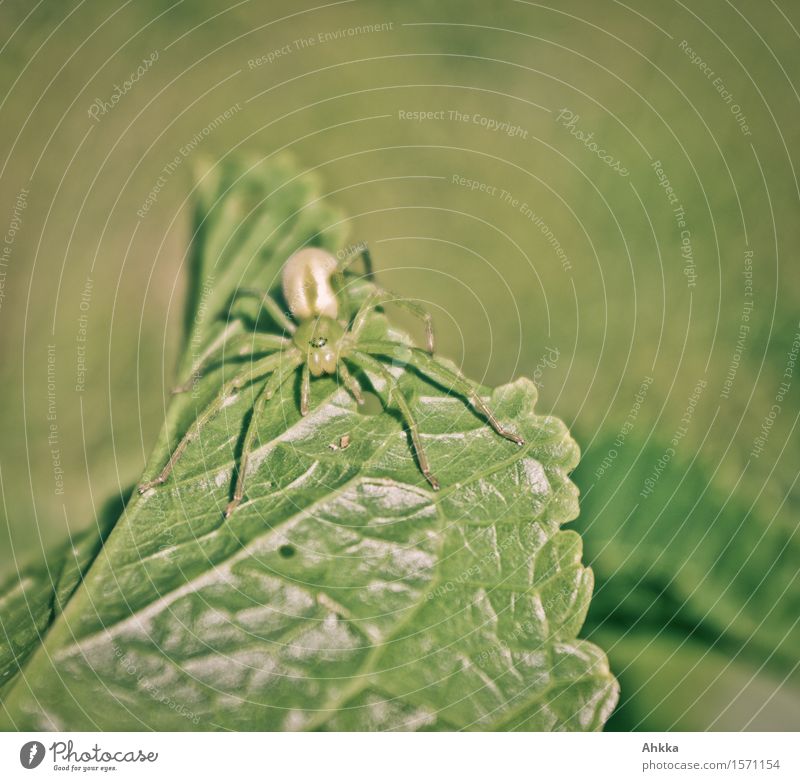 Acht Augen ... Blatt Spinne warten grün 8 Tarnung maßgearbeitet verstecken Konflikt & Streit Beine Symmetrie Farbfoto Außenaufnahme Nahaufnahme Menschenleer Tag