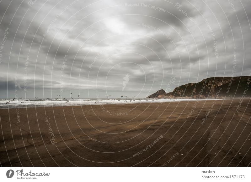 einfach nur Möwen Natur Landschaft Tier Urelemente Sand Wasser Himmel Wolken Horizont Wetter schlechtes Wetter Wind Felsen Wellen Küste Strand Bucht Meer