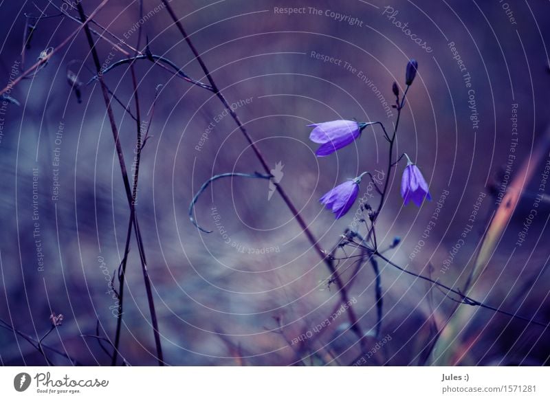 Klitzeklein. Umwelt Natur Pflanze Erde Sonne Frühling Sommer Herbst Wetter Blume Blüte Wildpflanze Zweig Wiese Feld Wald Moor Sumpf Wachstum Duft dunkel dünn