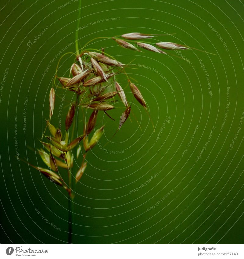 Gras Farbfoto Außenaufnahme Nahaufnahme Detailaufnahme Menschenleer Textfreiraum rechts Hintergrund neutral Tag Starke Tiefenschärfe Zentralperspektive Sommer