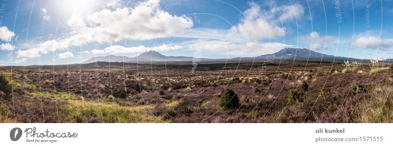 Tongariro National Park (Ngauruhoe und Ruapehu) wandern Natur Landschaft Pflanze Erde Luft Himmel Wolken Horizont Sommer Schönes Wetter Baum Blume Gras