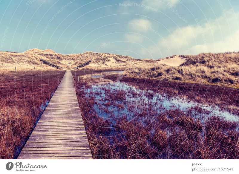 Entscheidung Natur Landschaft Himmel Insel Amrum Moor Sumpf Düne Wege & Pfade schön blau braun Hoffnung Idylle Ferien & Urlaub & Reisen Wellness Farbfoto