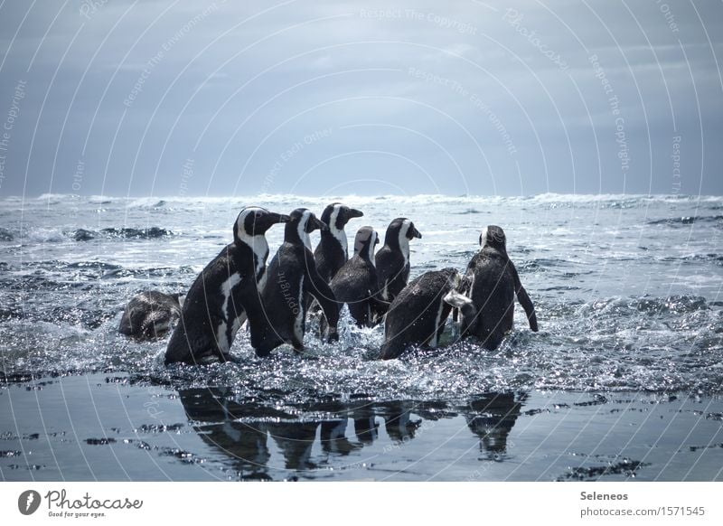 Freiheit Abenteuer Ferne Strand Meer Umwelt Natur Wasser Wolken Horizont Küste Tier Wildtier Vogel Tiergesicht Flügel Pinguin Tiergruppe Schwimmen & Baden frei