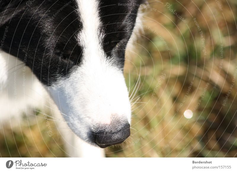 Kopflastig Hund schwarz weiß Schnauze Hundeschnauze Nase Wiese Gras feucht Linie Gemälde Fell grün Herbst Säugetier Border Collie