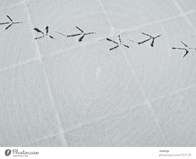 Flugroute Schwarzweißfoto Außenaufnahme Textfreiraum unten Textfreiraum Mitte Winter Schnee Luftverkehr Wege & Pfade Flugzeug Vogel Beton Fährte Fußspur fliegen