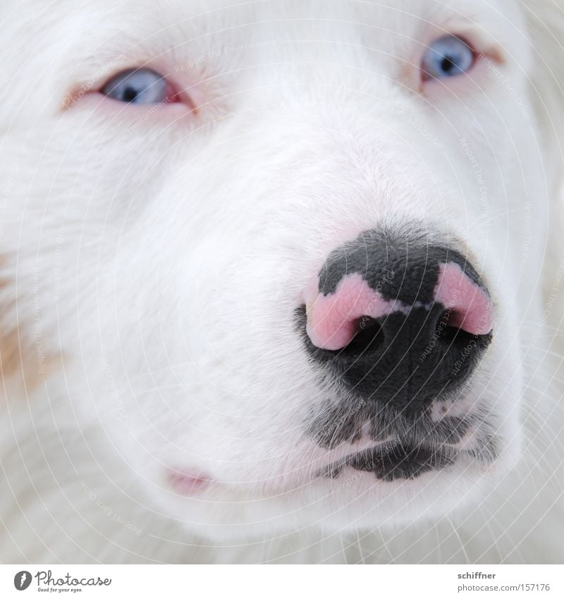 Bosporus auf der Nase Hund Schnauze scheckig gefleckt Starrer Blick rosa schwarz Schielen Angst Schüchternheit Fell Säugetier Australian Sheperd blaue Auge