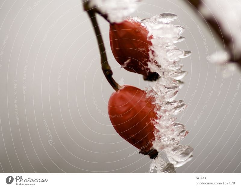 Eisbeeren Eiszapfen Schnee Winter gefroren rot Beeren Frucht Natur Naturphänomene Ferien & Urlaub & Reisen kalt Makroaufnahme Nahaufnahme Hundsrose