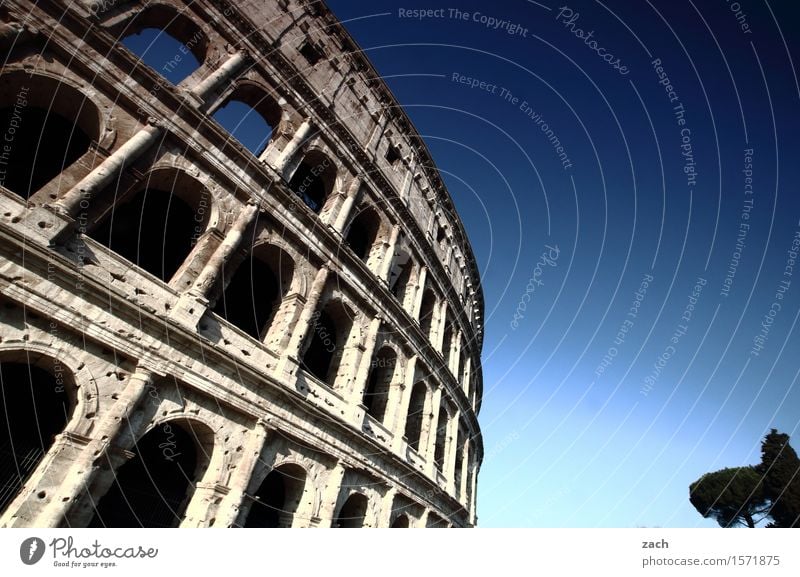 kolossal Ferien & Urlaub & Reisen Tourismus Sightseeing Städtereise Himmel Schönes Wetter Baum Pinie Rom Italien Stadt Hauptstadt Stadtzentrum Altstadt Ruine