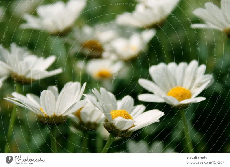 Frühblüh Margerite Blume Blüte Blühend Frühling Sommer weiß Natur Blütenblatt grün frisch Erwartung