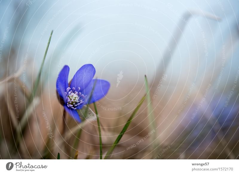 Frühlingserwachen Natur Pflanze Schönes Wetter Leberblümchen Frühblüher Frühlingsblume Wald schön blau braun grün Blüte Blütenpflanze Waldboden Makroaufnahme