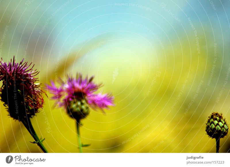 Wiese Blume Sommer Himmel Blütenknospen Natur Umwelt schön mehrfarbig Pflanze Wachstum Gras Farbe Wiesenflockenblume