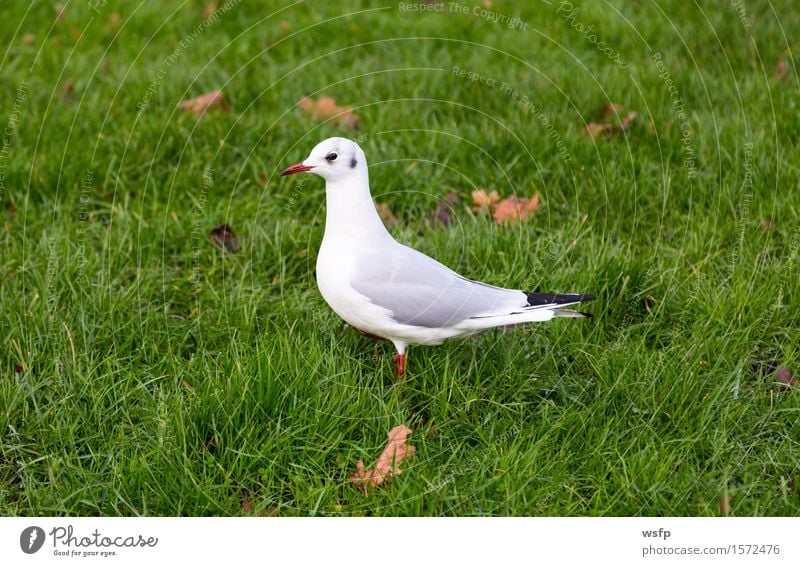 Weiße Taube auf einer grünen Wiese Tier Vogel weiß Taubenvogel Möwe Raubmöwe rasen Farbfoto