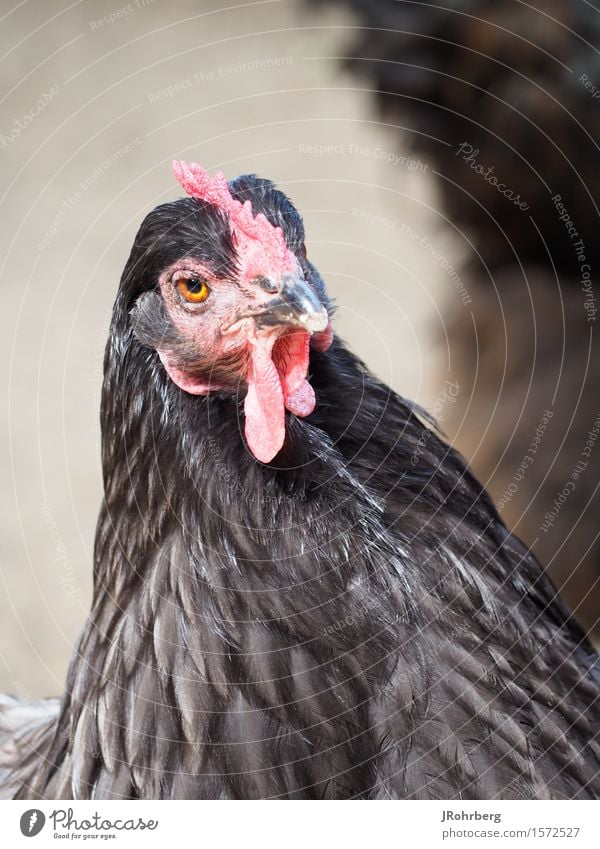 Stolze Henne in Schwarz-Rot Tier Nutztier Tiergesicht Flügel Zoo Haushuhn 1 ästhetisch sportlich außergewöhnlich exotisch Freundlichkeit schön kuschlig muskulös