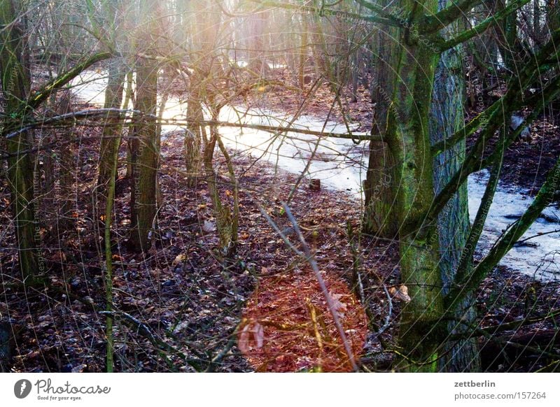 Gegenwind Wald Laubwald Wege & Pfade Fußweg wandern Serpentinen Unterholz Schnee Eis Sonne Gegenlicht Winter Blendenfleck teufelsberg