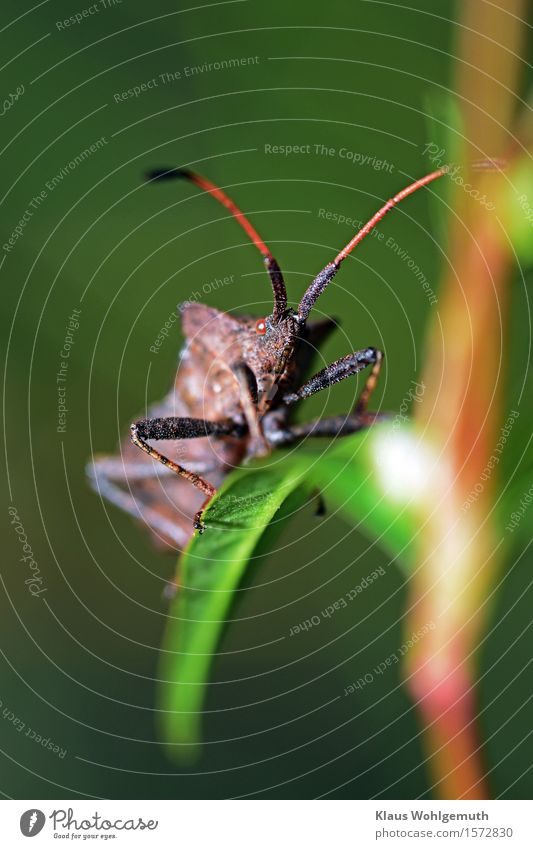 Diabolisch Umwelt Natur Tier Herbst Pflanze Blatt Wiese Wald Tiergesicht Lederwanze 1 beobachten Blick sitzen exotisch braun grün Fühler Warzen Farbfoto