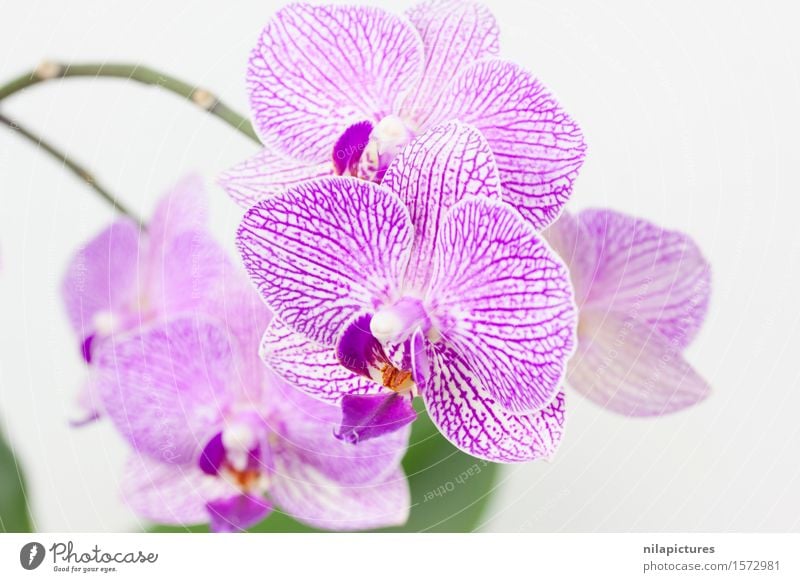 Orchideen vor einem weissen Hintergrund elegant Stil Design exotisch schön Duft Spa Sommer Dekoration & Verzierung Feste & Feiern Valentinstag Hochzeit Kunst