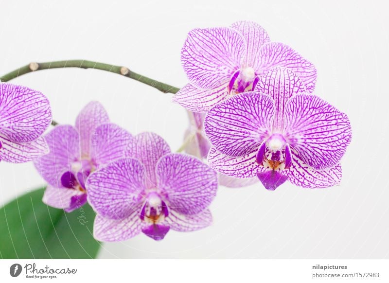 Phalaneopsis Blueten Lifestyle elegant Stil Design exotisch schön Gesundheit Spa Sommer Dekoration & Verzierung Feste & Feiern Valentinstag Hochzeit Umwelt