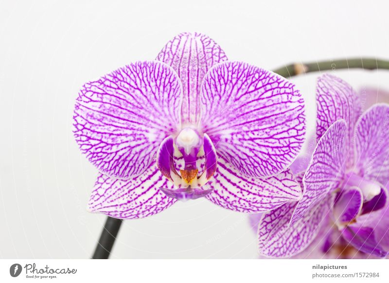 Phalaenopsis violett weiß gesprenkelt elegant exotisch schön Spa Sommer Dekoration & Verzierung Feste & Feiern Valentinstag Hochzeit Umwelt Natur Pflanze