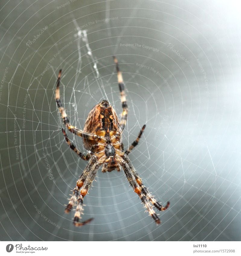 Krezspinne Natur Landschaft Tier Herbst Wetter Garten Park Wiese Feld Wald Wildtier Spinne Tiergesicht Gartenkreuzspinne Kreuzspinne Insekt 1